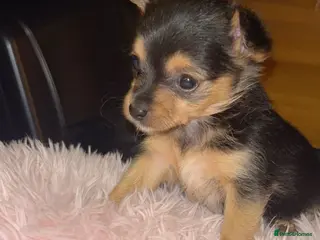 Chorkie dogs 5 beautiful Chorkie puppies - Advert 1