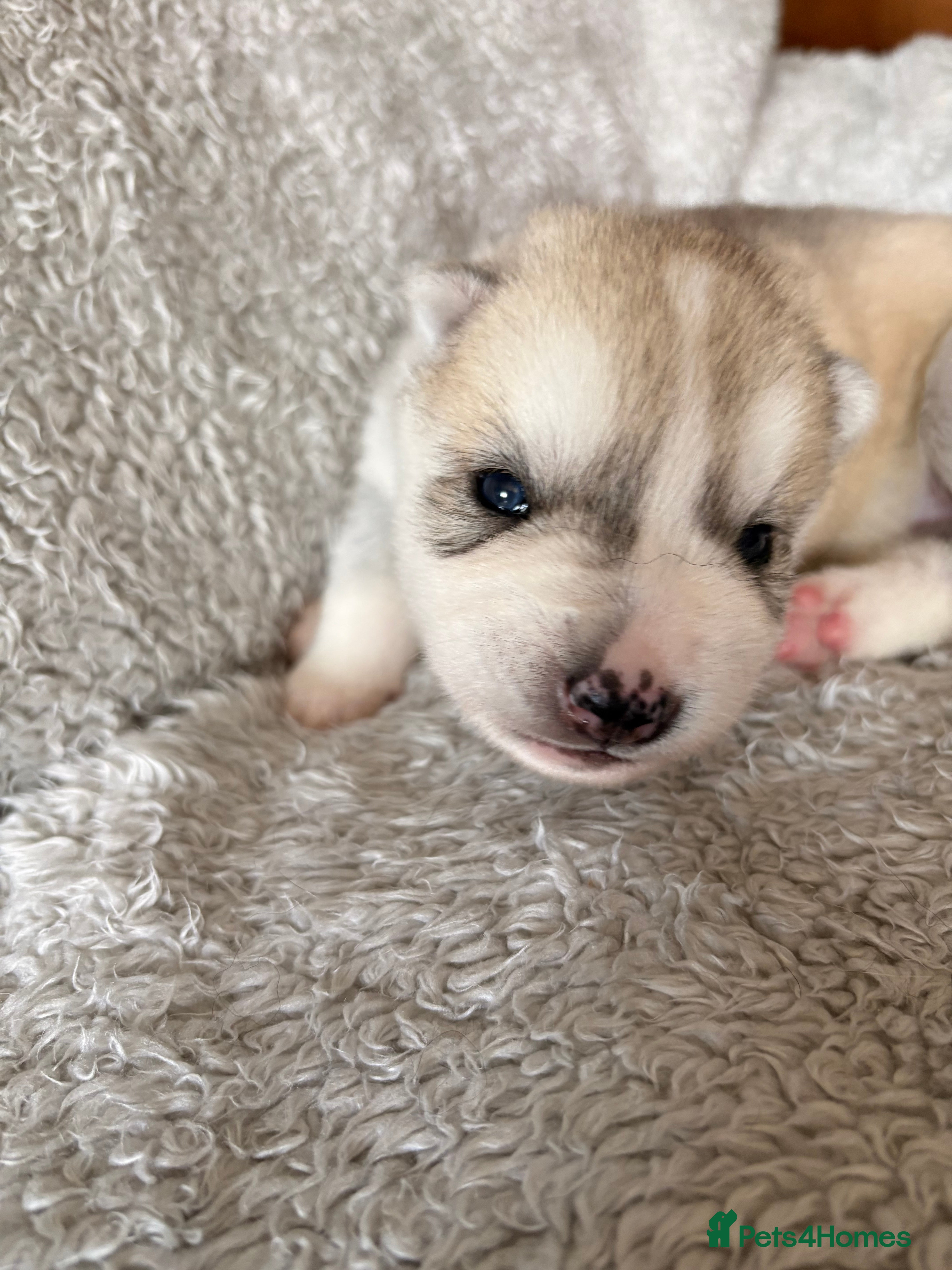 Siberian Husky dogs Kc registered Siberian husky puppy  - Advert 9