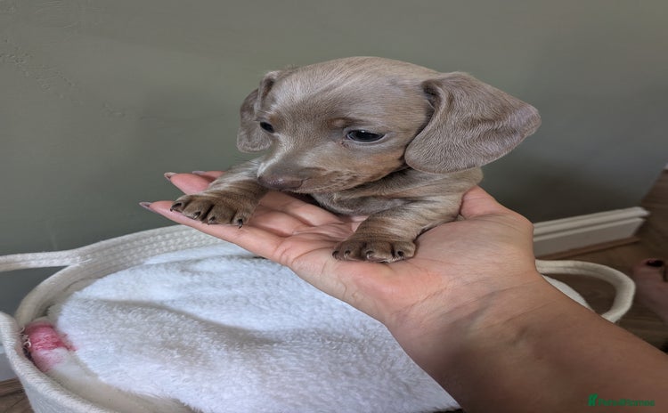 Miniature Dachshund dogs - Advert 14