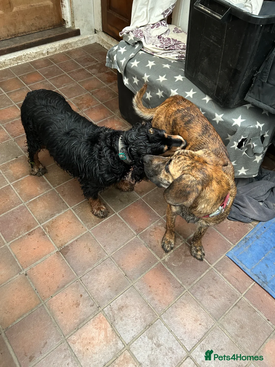 Mixed Breed dogs for sale: Forced sale due to life changes. - Advert 8