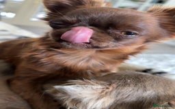 Chihuahua dogs for sale: Rehoming my 2 chihuahua boys - Image 3