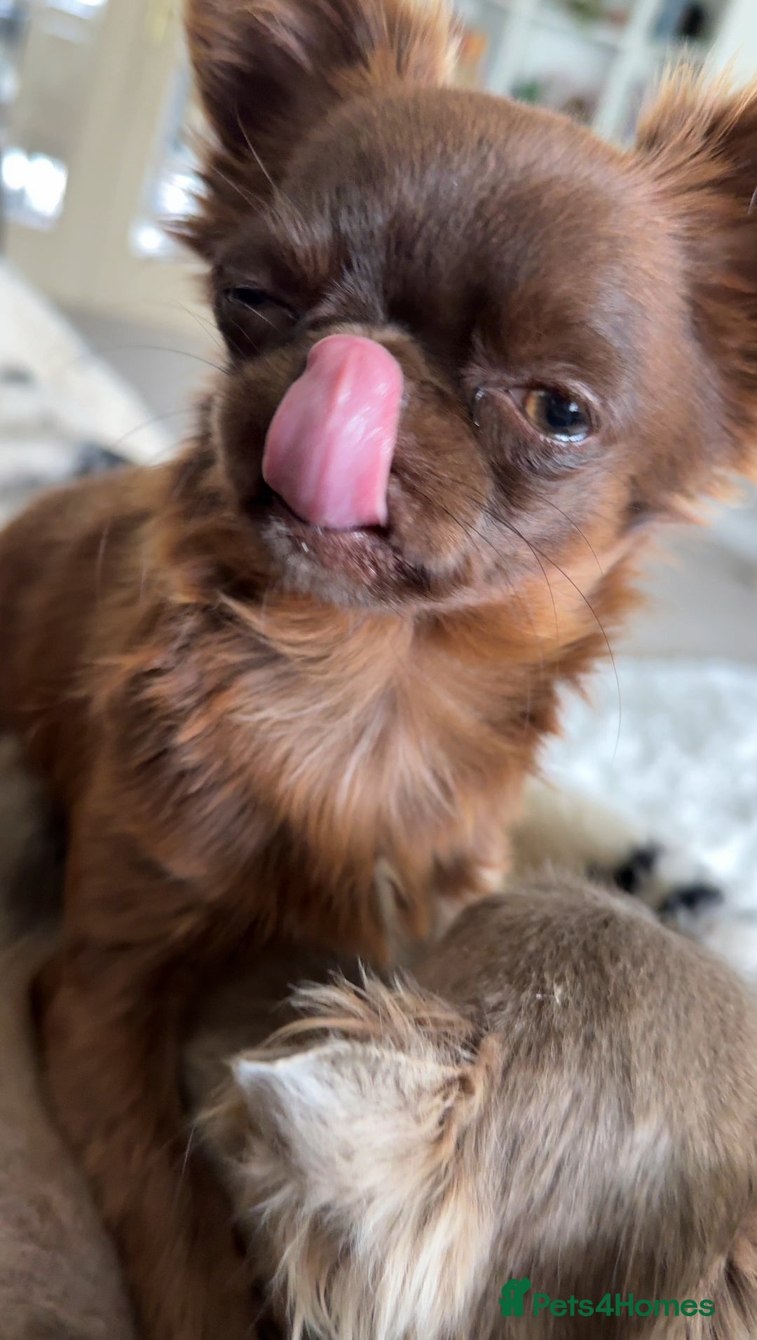 Chihuahua dogs for sale: Rehoming my 2 chihuahua boys - Image 3