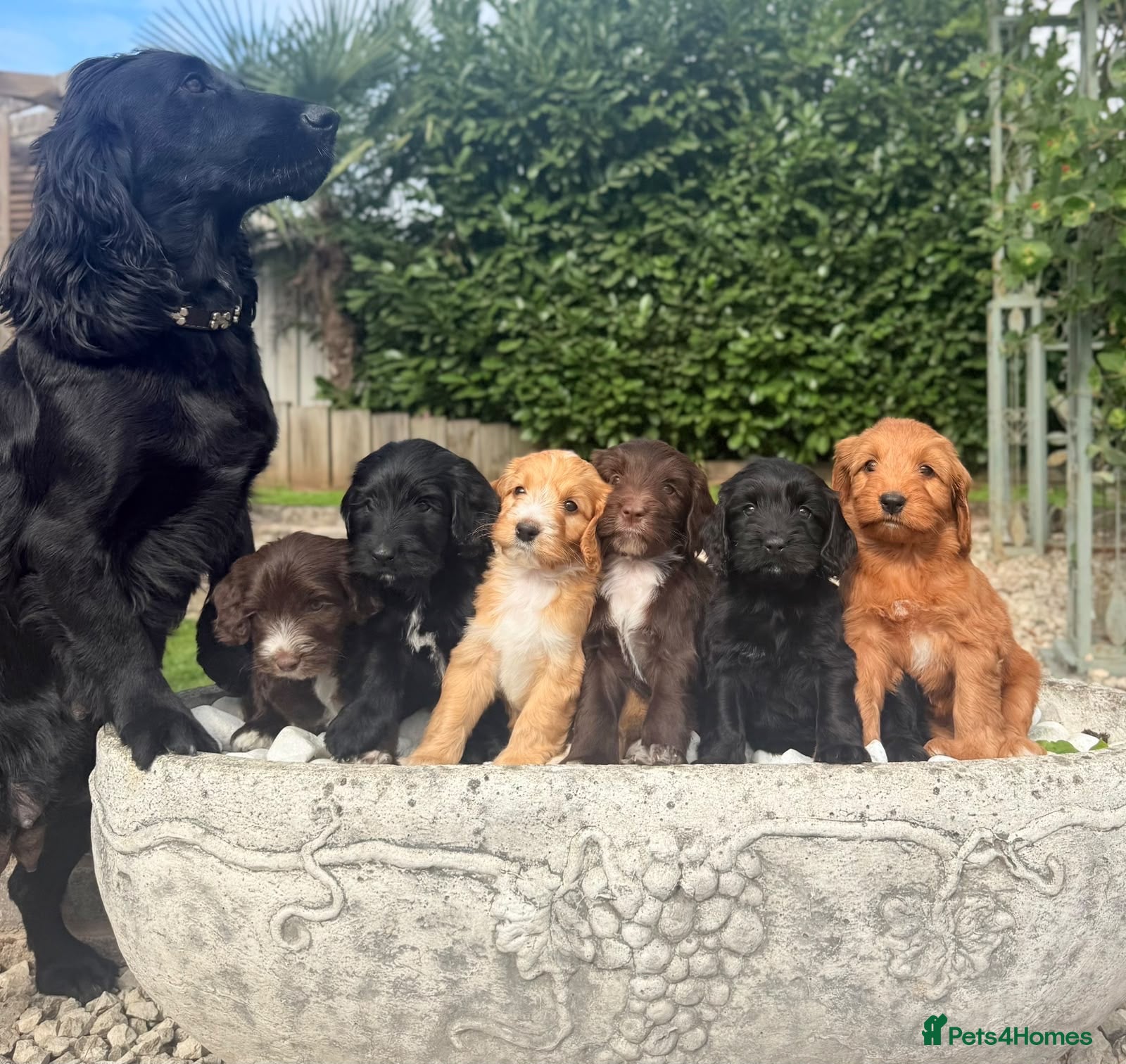Australian Labradoodle dogs Australian labradoodles  - Advert 1