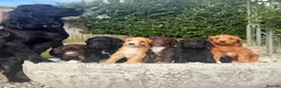 Australian Labradoodle dogs for sale: Australian labradoodles  in Leicester - Advert 1