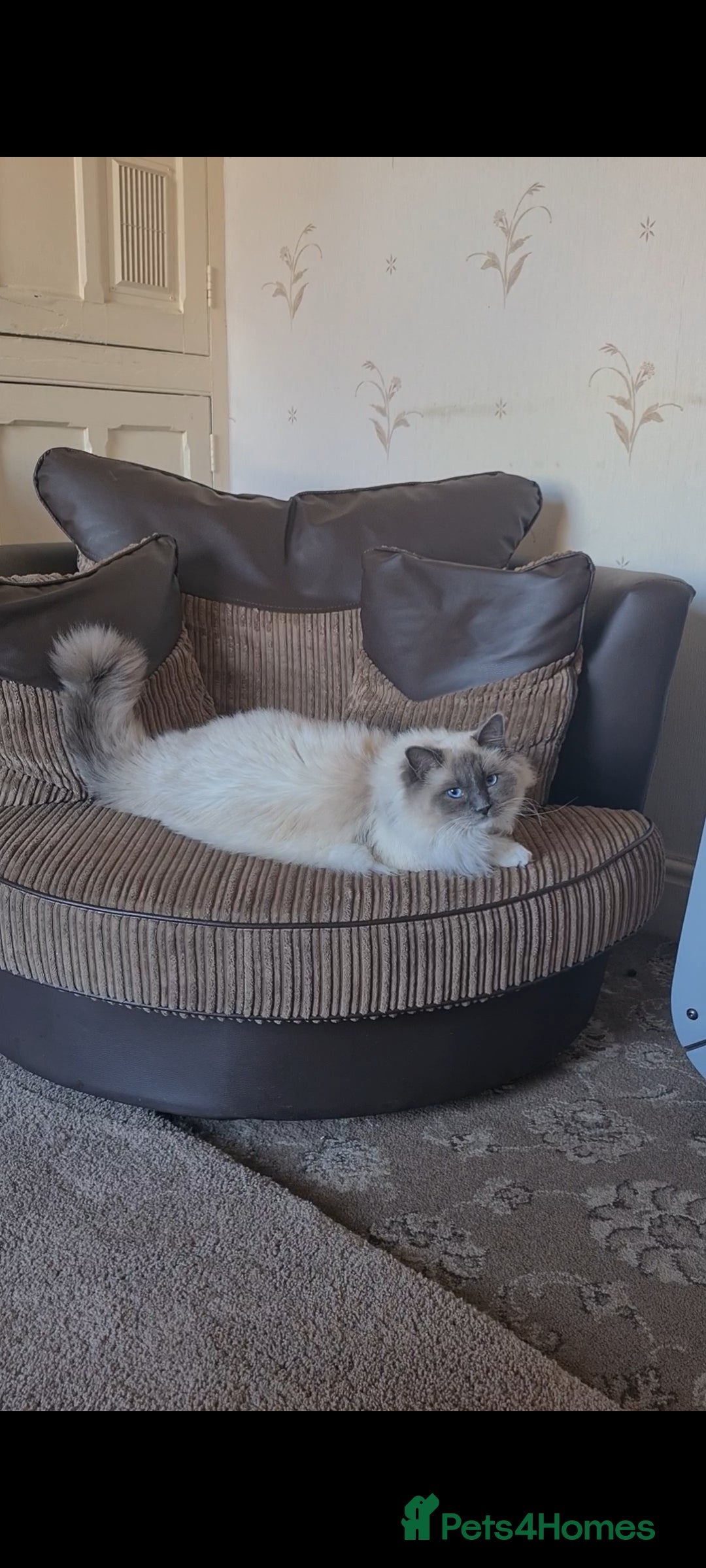 Ragdoll cats Beautiful ragdoll available for stud duties - Advert 19