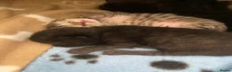Mixed Breed cats for sale: Delta  in Plymouth - Advert 30