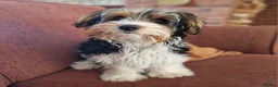 Biewer Terrier dogs for stud: 1 year old Biewer Terrier for stud - Advert 8