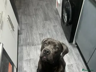 Cane Corso dogs 9 month cane corso - Advert 1