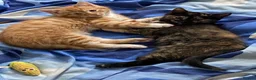 Mixed Breed cats for sale: Two kittens looking for their forever home  - Advert 5