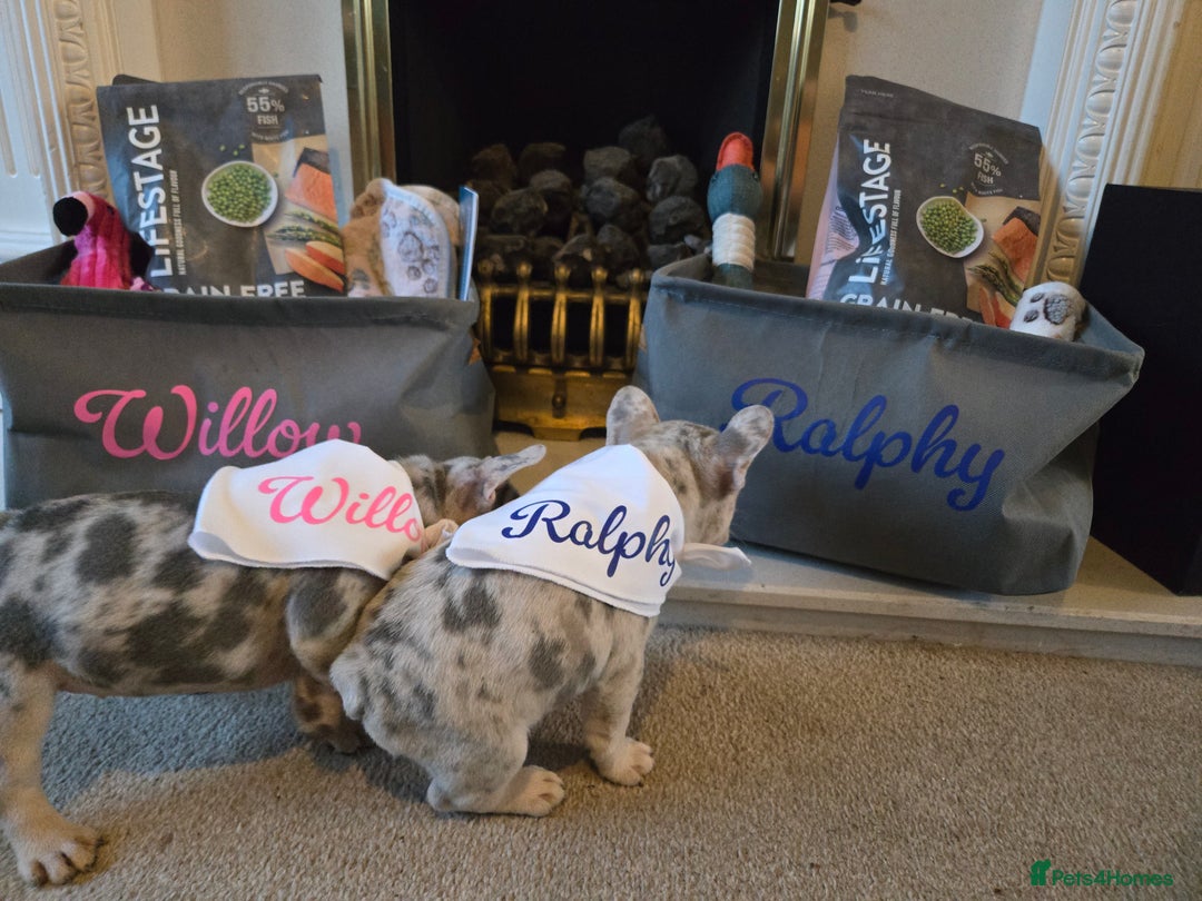 French Bulldog dogs for sale: frenchie pups merle ready now - Image 10