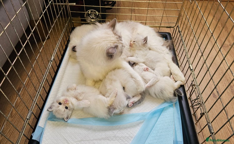 Ragdoll cats - Advert 10