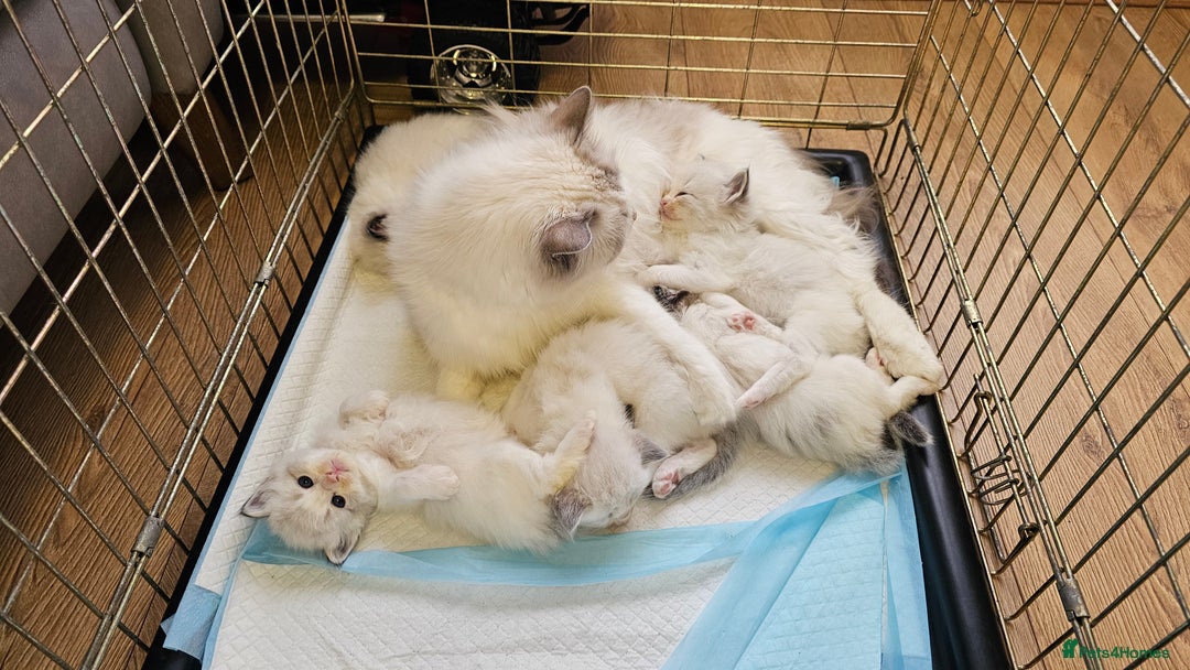 Ragdoll cats for sale: Champion Blood Ragdoll Bi colour kittens  - Image 1