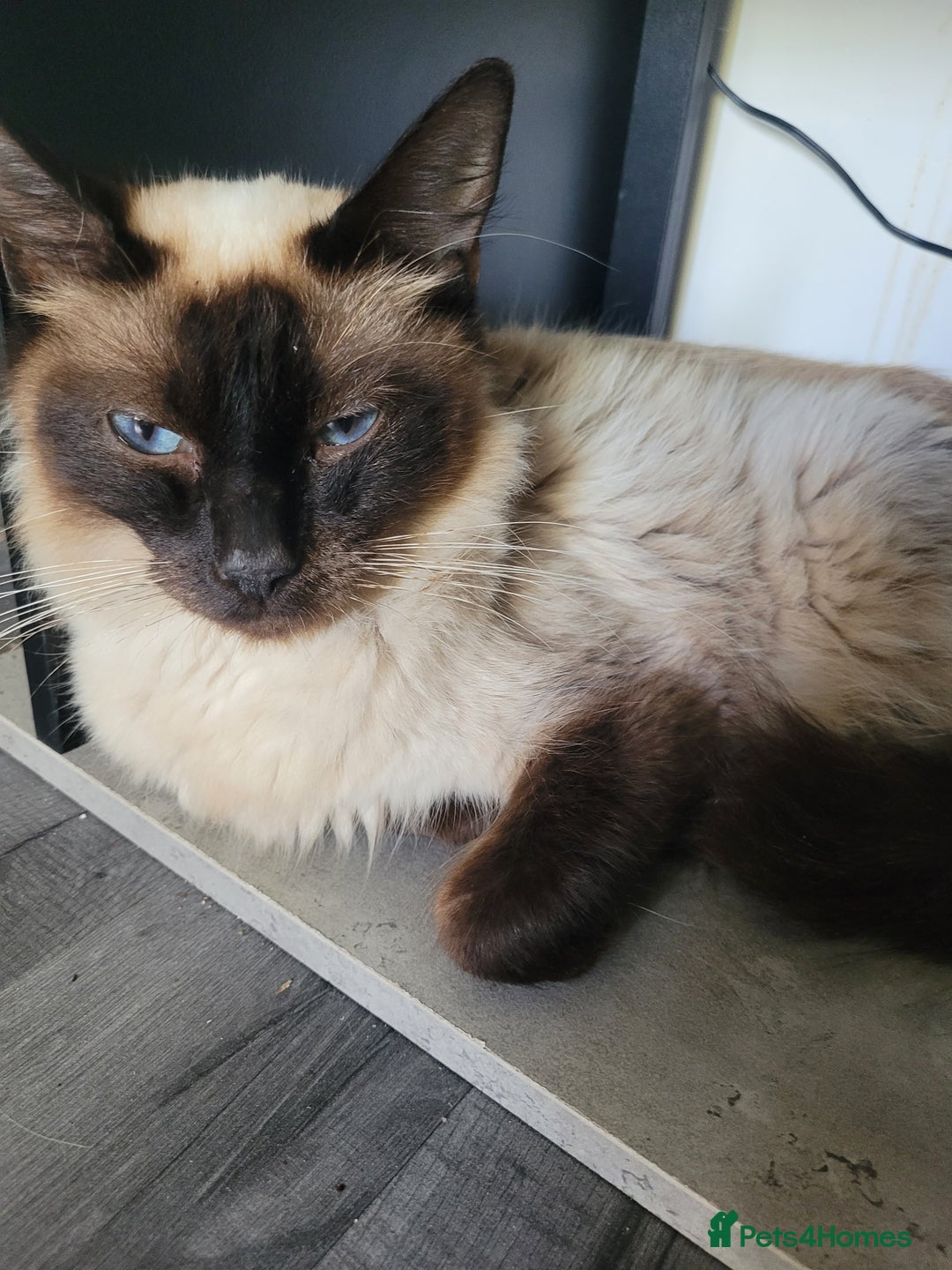 Maine Coon cats for sale: Long hair main coin crossed ragdoll - Image 8