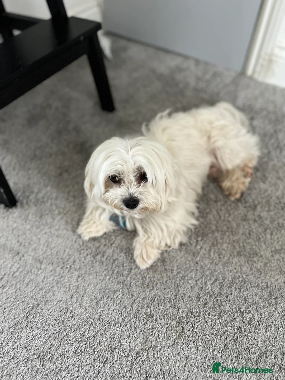 Maltese dogs for stud: Proven Full bred Maltese for stud (borehamwood) in Borehamwood - Advert 4