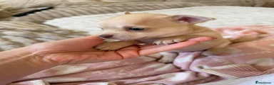 Chihuahua 1