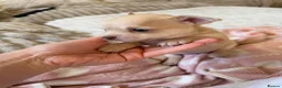 Chihuahua dogs for sale: Beautiful Female Chihuahua Puppies for sale in Bordon - Advert 3
