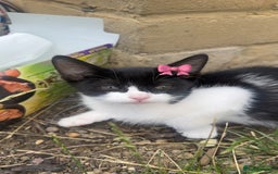 Mixed Breed cats for sale: Very cute babies  in Bedford - Image 11