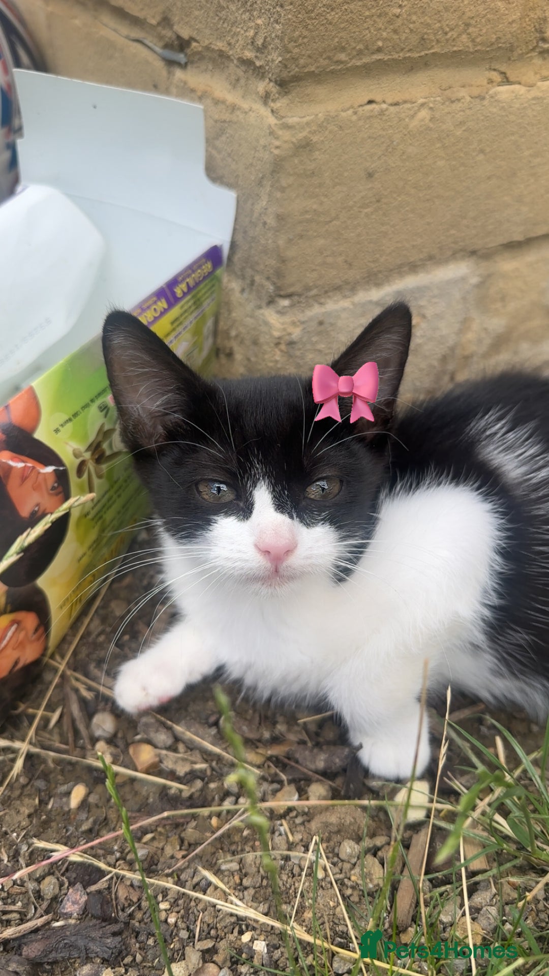 Mixed Breed cats for sale: Very cute babies  in Bedford - Image 11