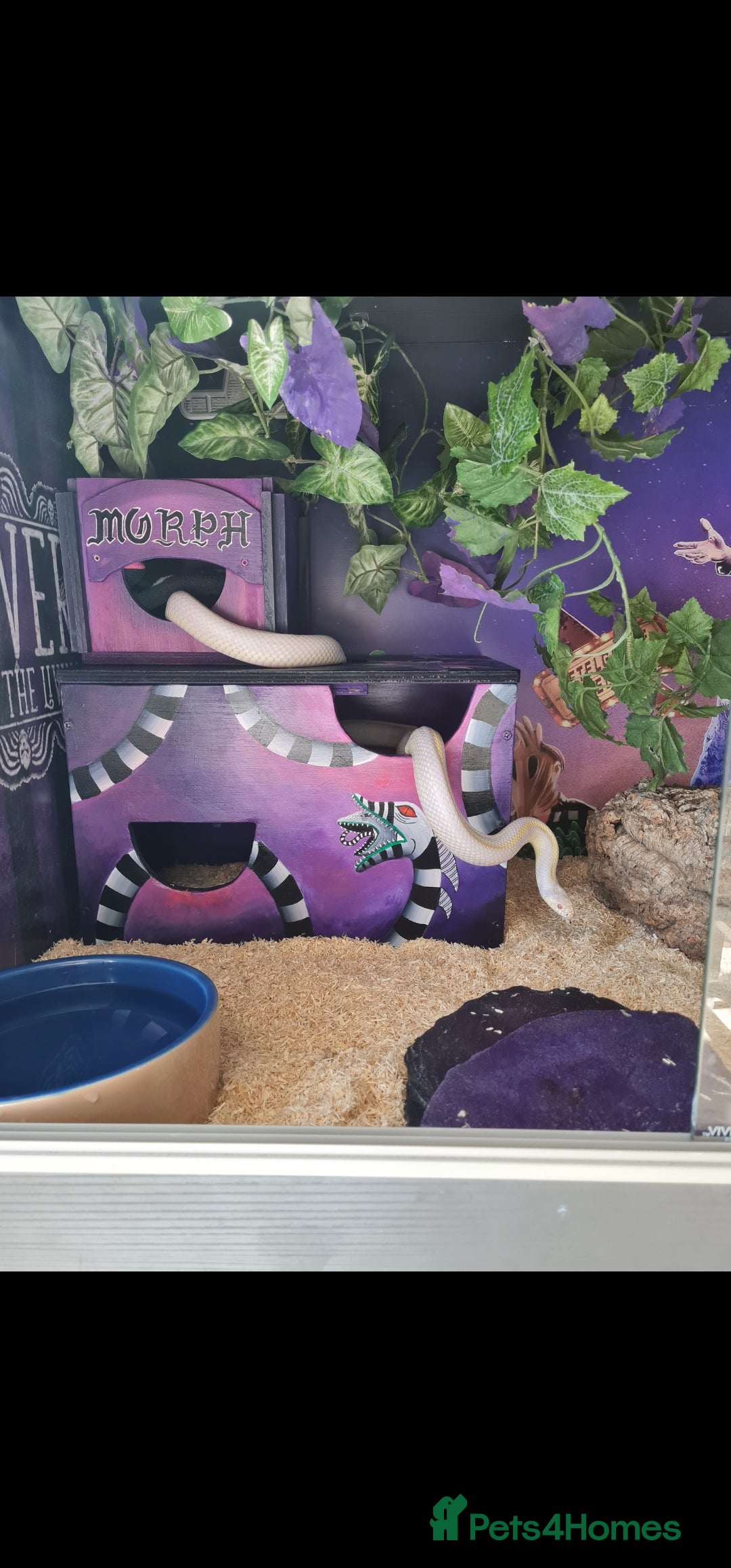 King Snake reptiles for sale: Cali kingsnake with full set up - Advert 8