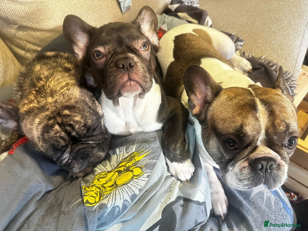 French Bulldog dogs for sale: Last kc registered french bulldog female - Advert 3