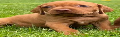 Hungarian Vizsla 2