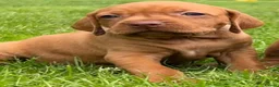 Hungarian Vizsla dogs for sale: ⭐️1 boy Available KC Hungarian Vizsla - Advert 31