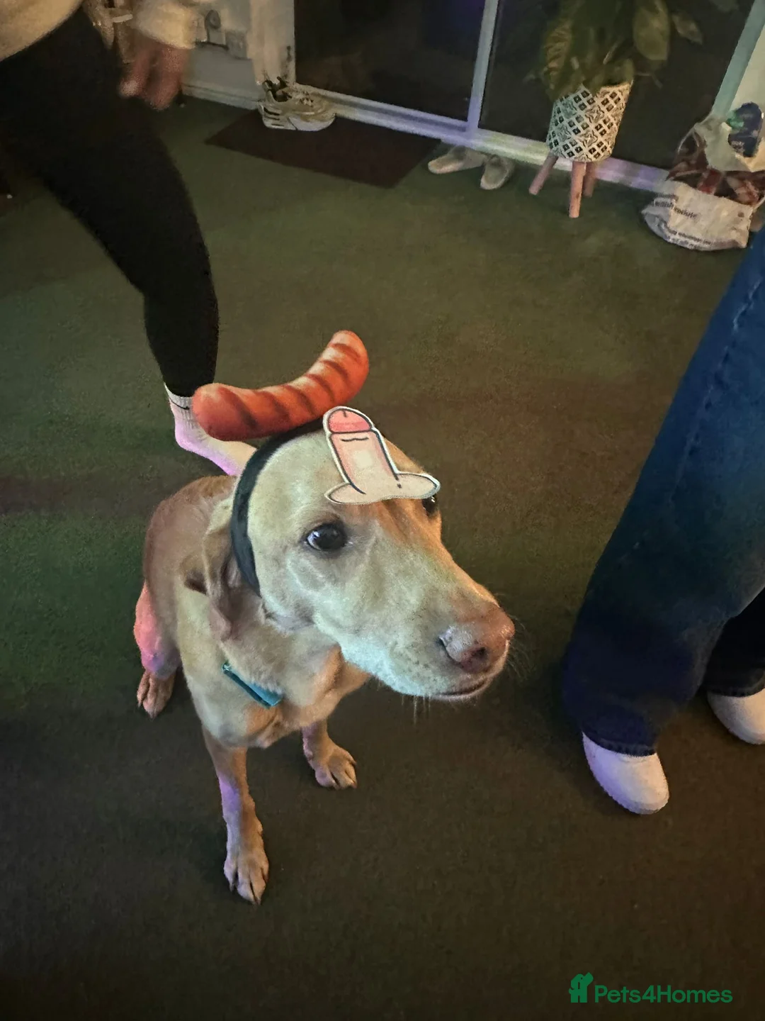 Chickens poultry for sale: Show quality serama hatching eggs and chicks  - Advert 8