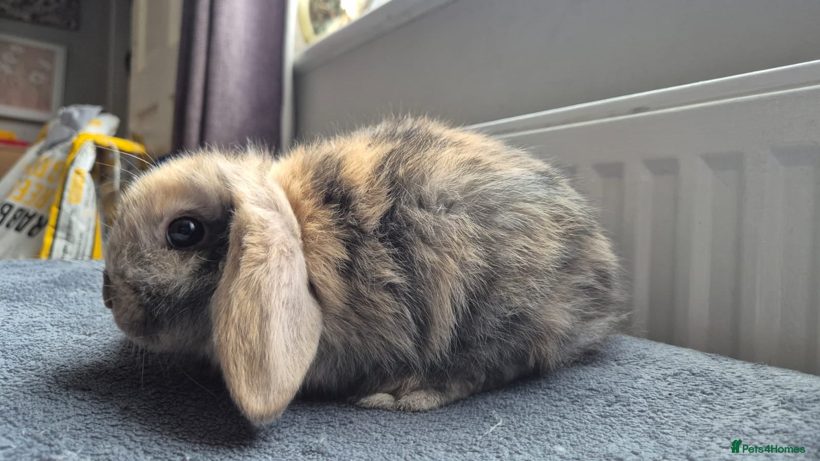 Mini Lop rabbits Beautiful Mini Lops 8 weeks old ready now  - Advert 4