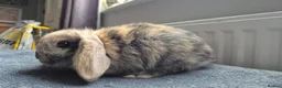 Mini Lop rabbits for sale: Beautiful Mini Lops 8 weeks old ready now  - Advert 3