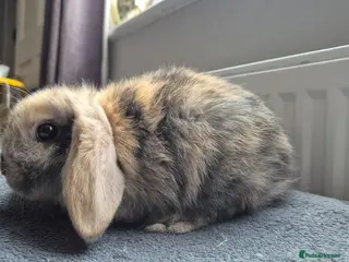 Mini Lop rabbits Beautiful Mini Lops 8 weeks old ready now - Advert 4