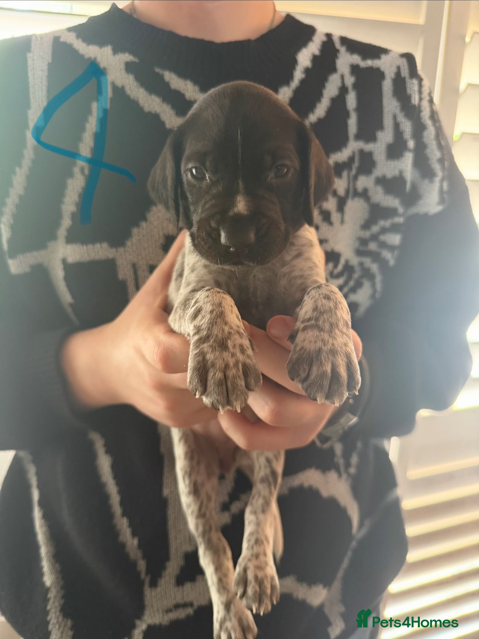 German Shorthaired Pointer dogs Stunning litter of 14 German short-haired pointers - Advert 2