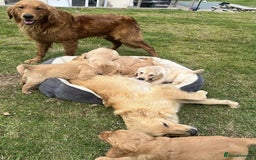 Golden Retriever dogs for sale: Beautiful KC Golden Retriever Puppies - Image 14