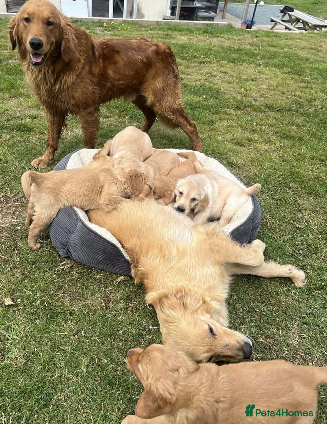 Golden Retriever dogs for sale: Beautiful KC Golden Retriever Puppies - Image 14