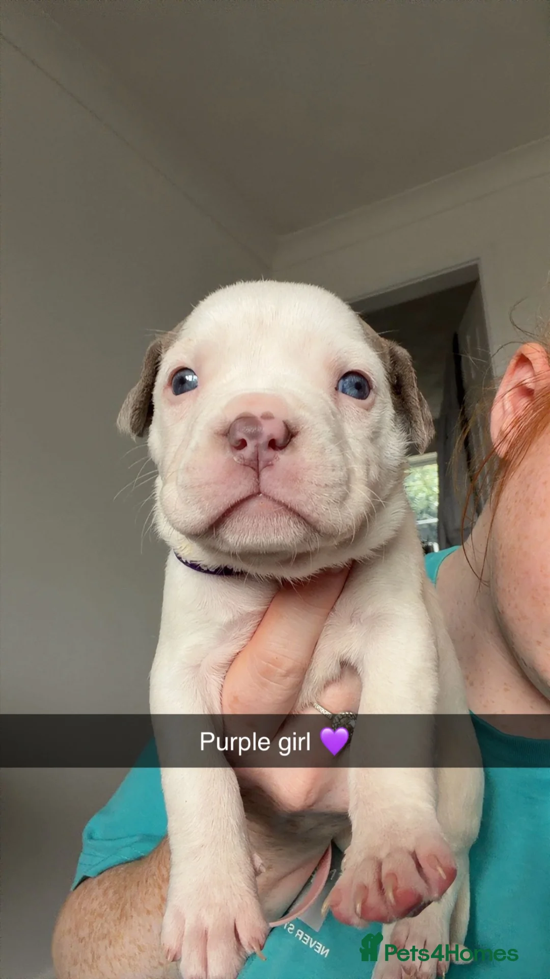 American Bully dogs for sale: American bully puppies for sale  in Middlesbrough - Advert 2