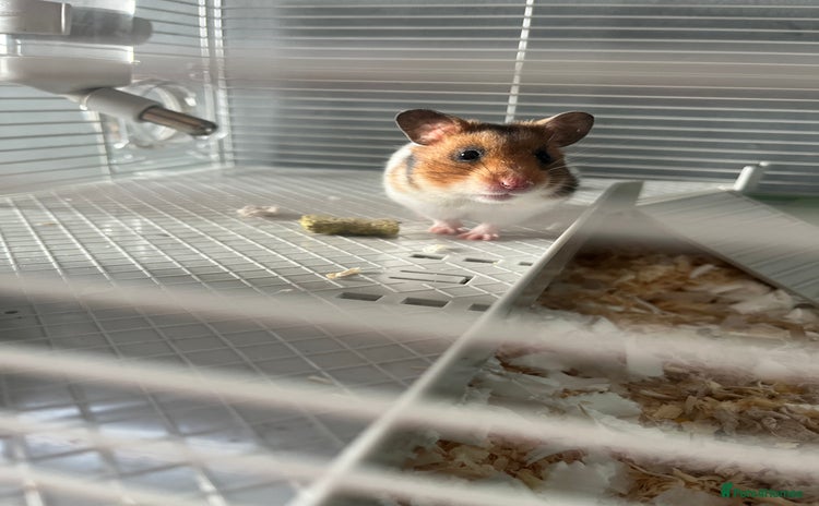 Hamster rodents - Advert 11