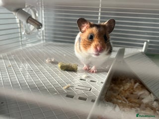 Hamster rodents - Advert 30