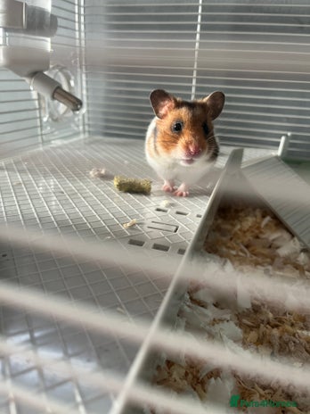 Hamster rodents - Advert 16
