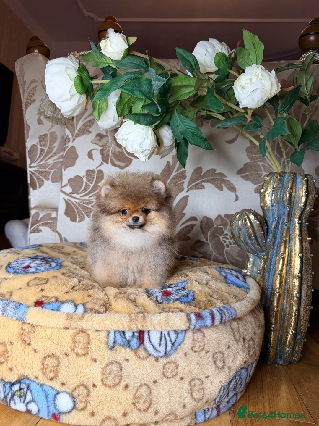 Pomeranian dogs for sale: Orange teddy bear type Pomeranian boy and girl - Advert 35