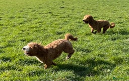 Double Doodle dogs for stud: Stunning Australian Double Doodle For Stud  - Image 4