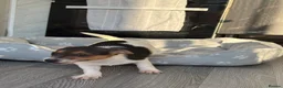 Jack Russell dogs for sale: Ready now Jack Russell puppies for sale!! in Gloucester - Advert 1