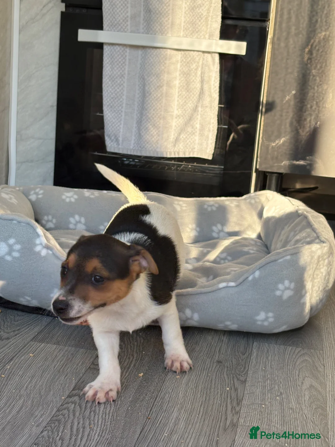 Jack Russell dogs for sale: Ready now Jack Russell puppies for sale!! in Gloucester - Advert 1