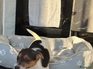 Jack Russell dogs Ready now Jack Russell puppies for sale!! - Advert 1