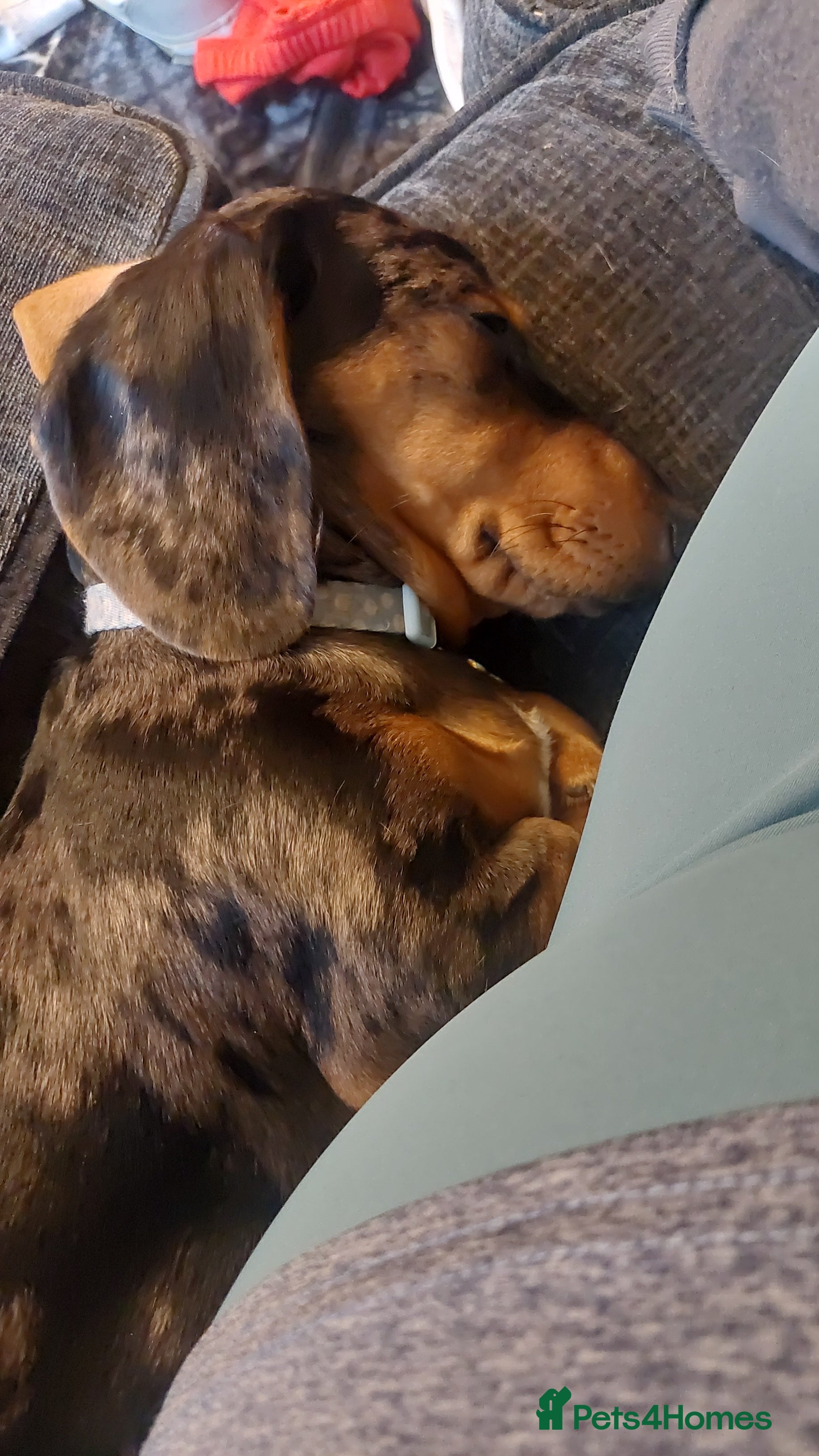 Dachshund dogs 6 month old miniature dashound  - Advert 9