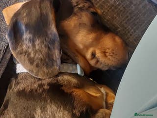 Dachshund dogs 6 month old miniature dashound - Advert 14