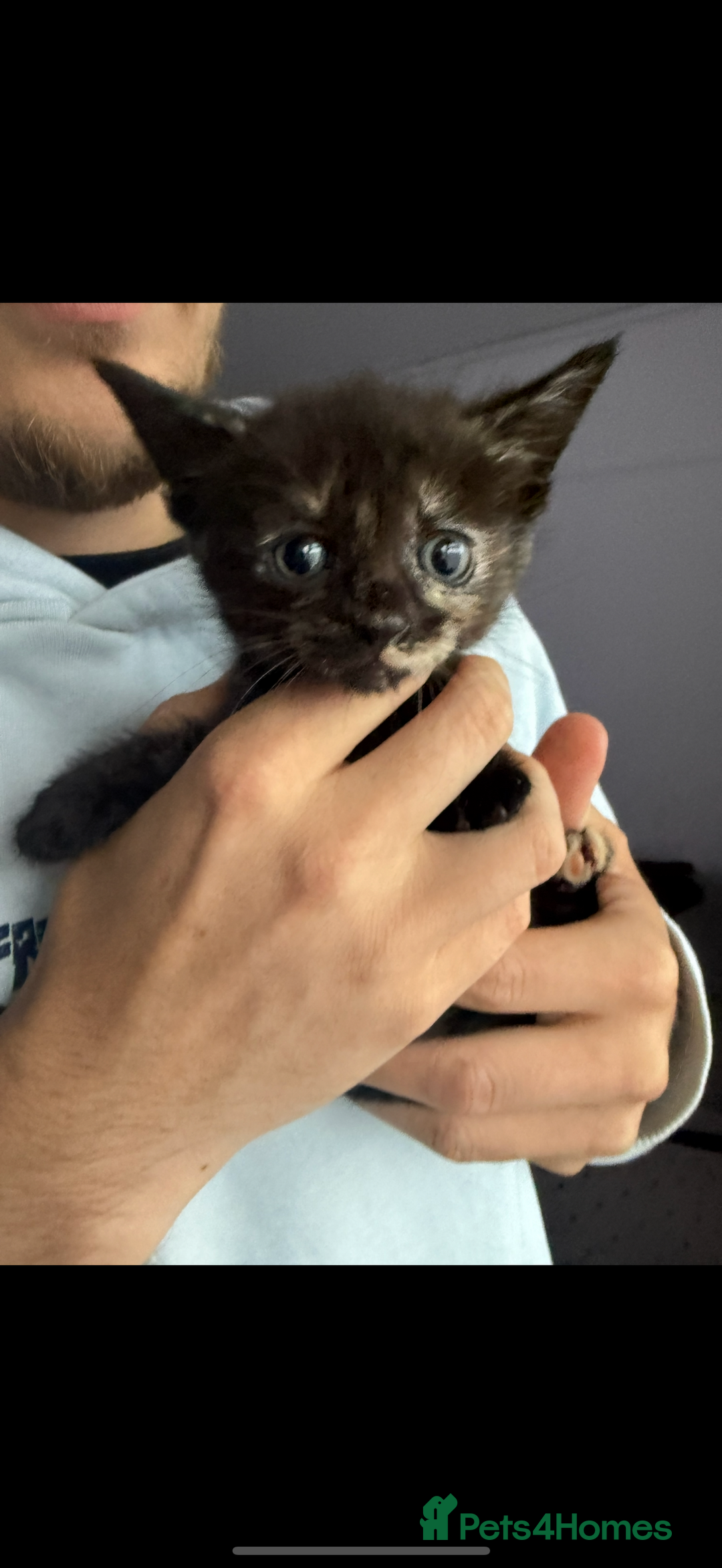 Domestic Shorthair cats for sale: 🌸Gorgeous kittens for sale🦋 - Image 3