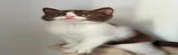 British Shorthair cats for sale: ❤️ OUR BEAUTIFUL BRITISH SHORTHAIR KITTENS ❤️ - Advert 24