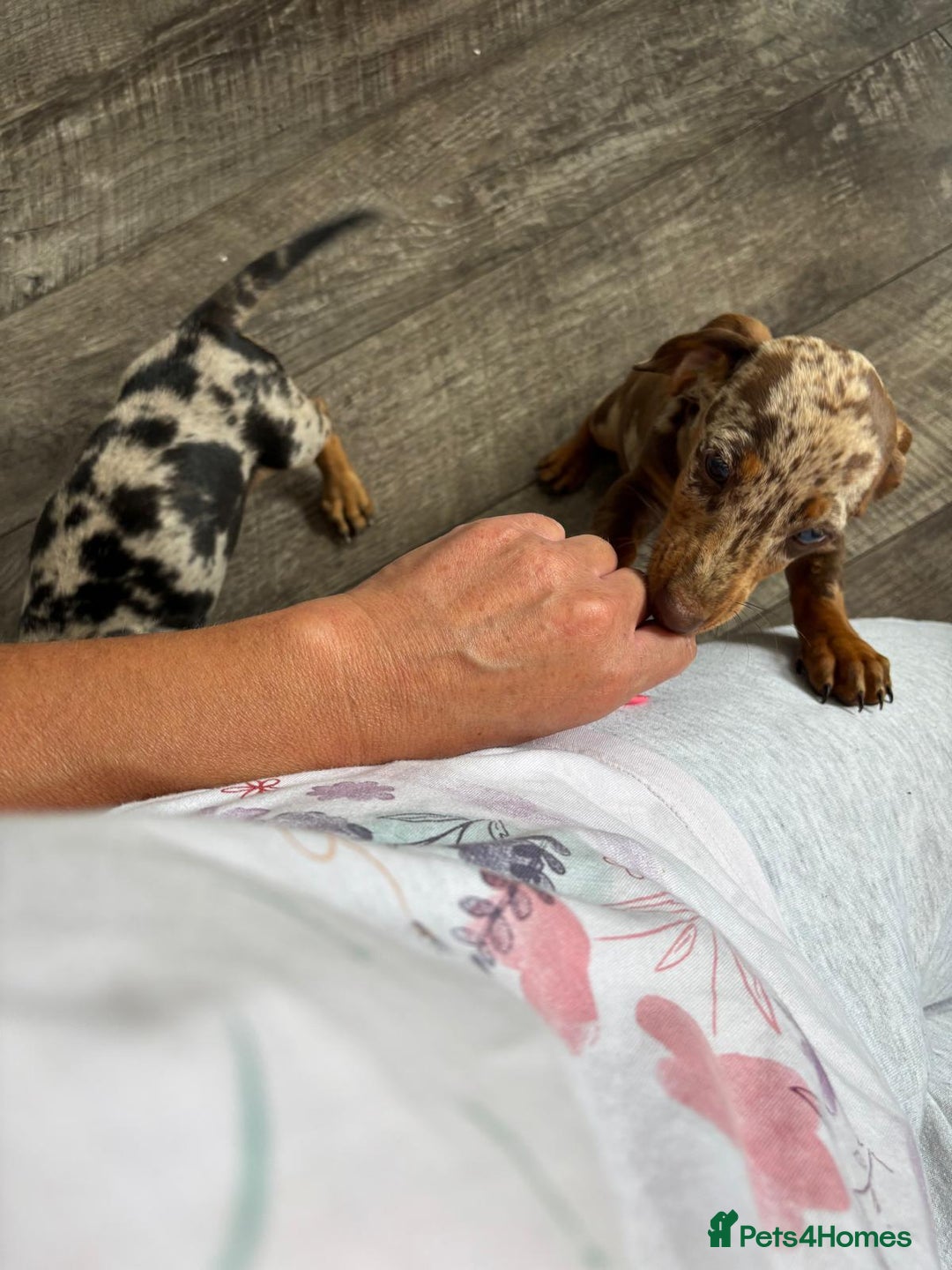 Dachshund dogs for sale: Miniture dachshund puppies  - Image 5