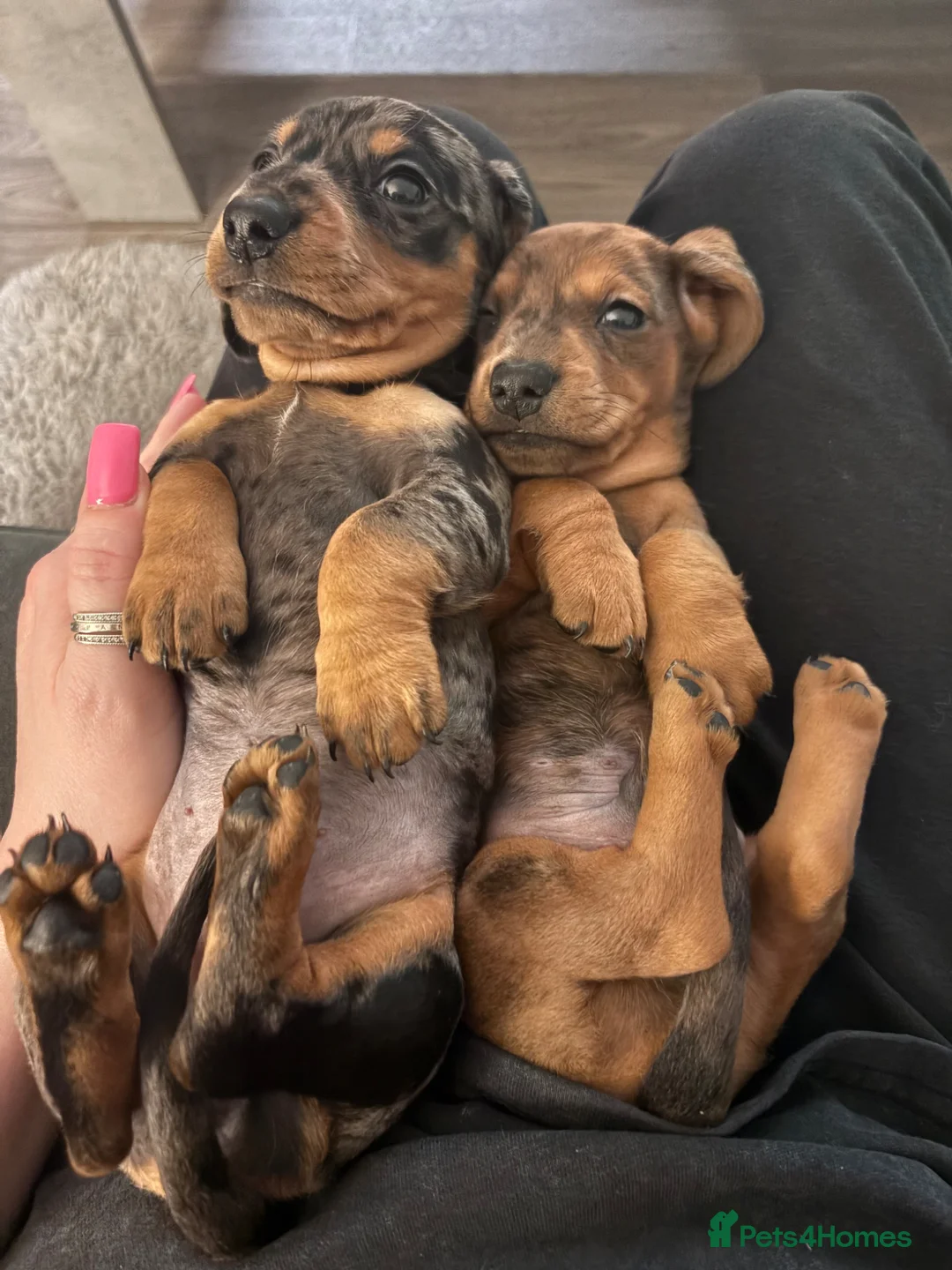 Miniature Dachshund dogs for sale: Dapple dachshunds  in Newmarket - Advert 1