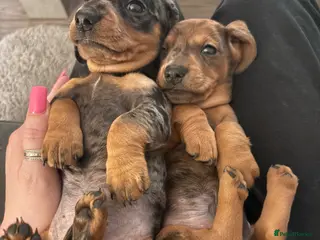 Miniature Dachshund dogs Dapple dachshunds - Advert 3