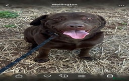 Labrador Retriever dogs for sale: Labrador puppies - Image 2